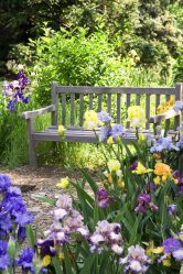 Um catálogo de flores para o país (240 + Foto com os nomes): Todas as regras para criar uma beleza incrível