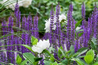 Um catálogo de flores para o país (240 + Foto com os nomes): Todas as regras para criar uma beleza incrível