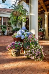 Um catálogo de flores para o país (240 + Foto com os nomes): Todas as regras para criar uma beleza incrível