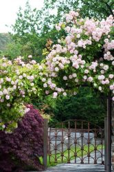 Um catálogo de flores para o país (240 + Foto com os nomes): Todas as regras para criar uma beleza incrível