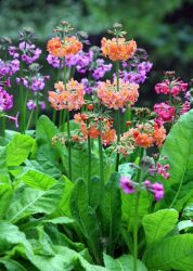 Um catálogo de flores para o país (240 + Foto com os nomes): Todas as regras para criar uma beleza incrível