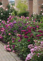 Um catálogo de flores para o país (240 + Foto com os nomes): Todas as regras para criar uma beleza incrível