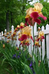 Um catálogo de flores para o país (240 + Foto com os nomes): Todas as regras para criar uma beleza incrível