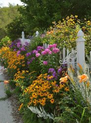 Um catálogo de flores para o país (240 + Foto com os nomes): Todas as regras para criar uma beleza incrível