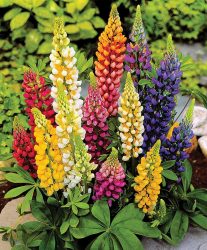 Um catálogo de flores para o país (240 + Foto com os nomes): Todas as regras para criar uma beleza incrível