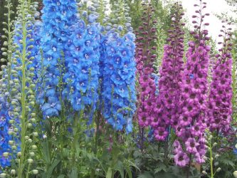 Um catálogo de flores para o país (240 + Foto com os nomes): Todas as regras para criar uma beleza incrível