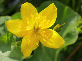 Um catálogo de flores para o país (240 + Foto com os nomes): Todas as regras para criar uma beleza incrível