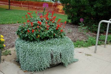 Um catálogo de flores para o país (240 + Foto com os nomes): Todas as regras para criar uma beleza incrível