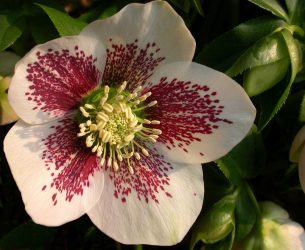 Um catálogo de flores para o país (240 + Foto com os nomes): Todas as regras para criar uma beleza incrível