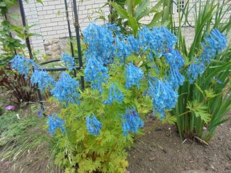 Um catálogo de flores para o país (240 + Foto com os nomes): Todas as regras para criar uma beleza incrível