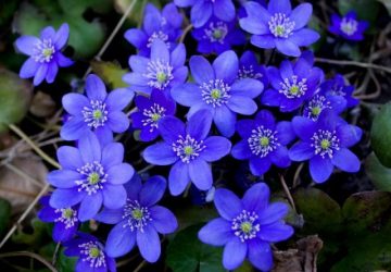 Um catálogo de flores para o país (240 + Foto com os nomes): Todas as regras para criar uma beleza incrível