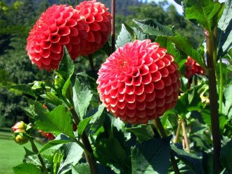 Um catálogo de flores para o país (240 + Foto com os nomes): Todas as regras para criar uma beleza incrível