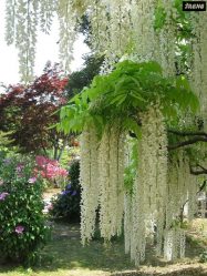 Um catálogo de flores para o país (240 + Foto com os nomes): Todas as regras para criar uma beleza incrível