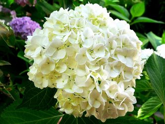Um catálogo de flores para o país (240 + Foto com os nomes): Todas as regras para criar uma beleza incrível