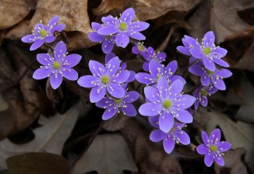 Um catálogo de flores para o país (240 + Foto com os nomes): Todas as regras para criar uma beleza incrível