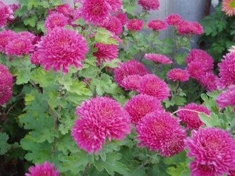 Um catálogo de flores para o país (240 + Foto com os nomes): Todas as regras para criar uma beleza incrível