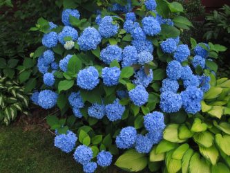 Um catálogo de flores para o país (240 + Foto com os nomes): Todas as regras para criar uma beleza incrível