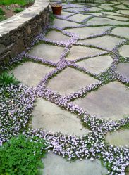 Um catálogo de flores para o país (240 + Foto com os nomes): Todas as regras para criar uma beleza incrível