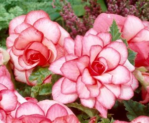 Um catálogo de flores para o país (240 + Foto com os nomes): Todas as regras para criar uma beleza incrível