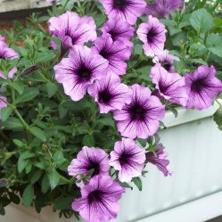 Um catálogo de flores para o país (240 + Foto com os nomes): Todas as regras para criar uma beleza incrível