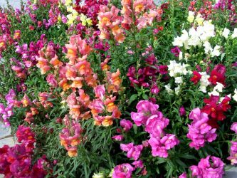 Um catálogo de flores para o país (240 + Foto com os nomes): Todas as regras para criar uma beleza incrível
