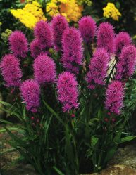 Um catálogo de flores para o país (240 + Foto com os nomes): Todas as regras para criar uma beleza incrível