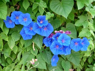 Um catálogo de flores para o país (240 + Foto com os nomes): Todas as regras para criar uma beleza incrível