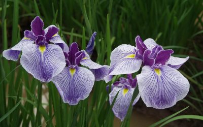 Um catálogo de flores para o país (240 + Foto com os nomes): Todas as regras para criar uma beleza incrível