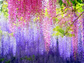 Um catálogo de flores para o país (240 + Foto com os nomes): Todas as regras para criar uma beleza incrível