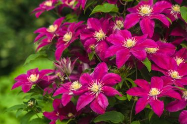 Um catálogo de flores para o país (240 + Foto com os nomes): Todas as regras para criar uma beleza incrível