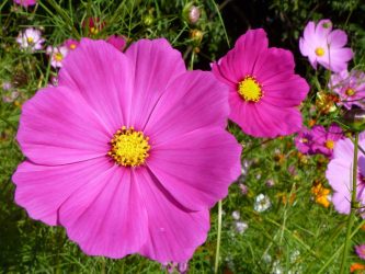 Um catálogo de flores para o país (240 + Foto com os nomes): Todas as regras para criar uma beleza incrível