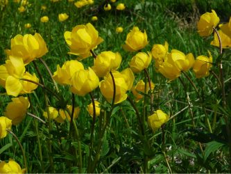 Um catálogo de flores para o país (240 + Foto com os nomes): Todas as regras para criar uma beleza incrível