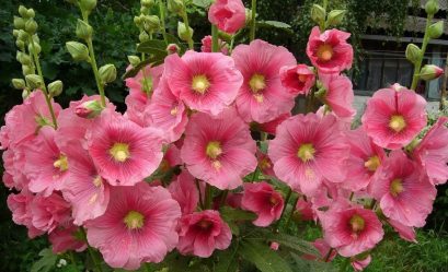Um catálogo de flores para o país (240 + Foto com os nomes): Todas as regras para criar uma beleza incrível