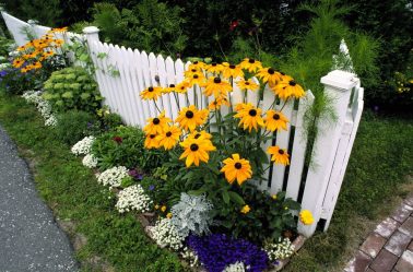 Um catálogo de flores para o país (240 + Foto com os nomes): Todas as regras para criar uma beleza incrível
