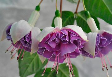 Um catálogo de flores para o país (240 + Foto com os nomes): Todas as regras para criar uma beleza incrível