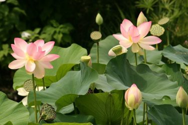 Um catálogo de flores para o país (240 + Foto com os nomes): Todas as regras para criar uma beleza incrível