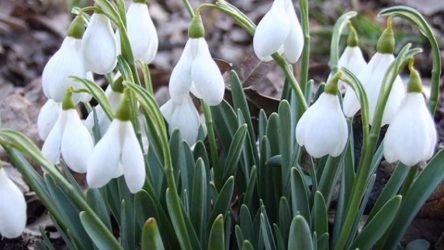 Um catálogo de flores para o país (240 + Foto com os nomes): Todas as regras para criar uma beleza incrível