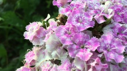Um catálogo de flores para o país (240 + Foto com os nomes): Todas as regras para criar uma beleza incrível