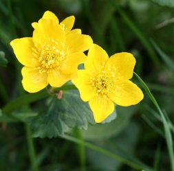 Um catálogo de flores para o país (240 + Foto com os nomes): Todas as regras para criar uma beleza incrível