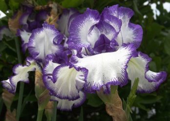 Um catálogo de flores para o país (240 + Foto com os nomes): Todas as regras para criar uma beleza incrível