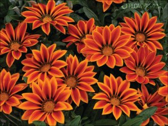 Um catálogo de flores para o país (240 + Foto com os nomes): Todas as regras para criar uma beleza incrível