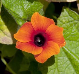 Um catálogo de flores para o país (240 + Foto com os nomes): Todas as regras para criar uma beleza incrível