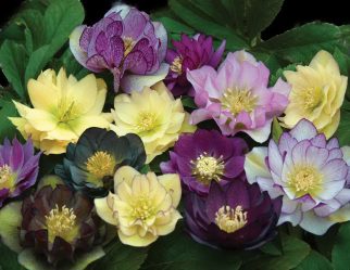 Um catálogo de flores para o país (240 + Foto com os nomes): Todas as regras para criar uma beleza incrível