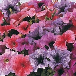 Um catálogo de flores para o país (240 + Foto com os nomes): Todas as regras para criar uma beleza incrível