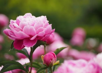 Um catálogo de flores para o país (240 + Foto com os nomes): Todas as regras para criar uma beleza incrível