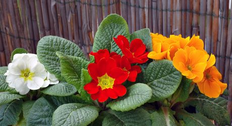 Um catálogo de flores para o país (240 + Foto com os nomes): Todas as regras para criar uma beleza incrível