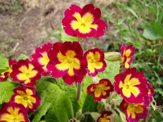 Um catálogo de flores para o país (240 + Foto com os nomes): Todas as regras para criar uma beleza incrível