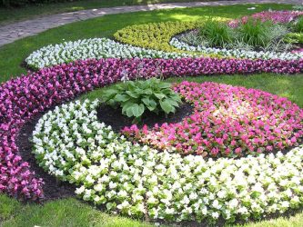 Um catálogo de flores para o país (240 + Foto com os nomes): Todas as regras para criar uma beleza incrível