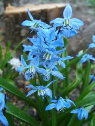 Um catálogo de flores para o país (240 + Foto com os nomes): Todas as regras para criar uma beleza incrível