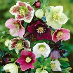 Um catálogo de flores para o país (240 + Foto com os nomes): Todas as regras para criar uma beleza incrível